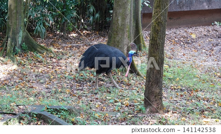 Striking Cassowary Bird in Natural Habitat Striking Cassowary Bird in Natural Habitat 141142538