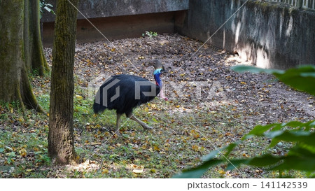 Southern Cassowary in Natural Habitat Wildlife Photography Southern Cassowary in Natural Habitat Wildlife Photography 141142539