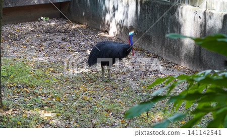 Majestic Cassowary Bird in Natural Habitat Majestic Cassowary Bird in Natural Habitat 141142541