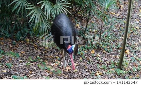 Southern Cassowary in Natural Habitat Wildlife Photography 141142547
