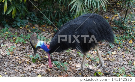 Southern Cassowary Foraging in a Lush Environment Southern Cassowary Foraging in a Lush Environment 141142550