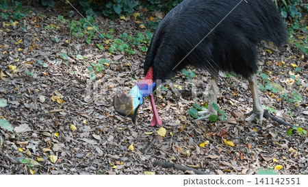 Southern Cassowary Bird in Natural Habitat Southern Cassowary Bird in Natural Habitat 141142551