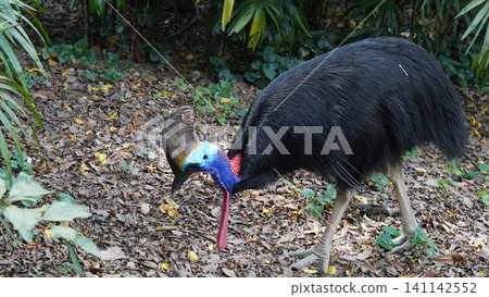 Striking Cassowary Bird Foraging in the Wild Striking Cassowary Bird Foraging in the Wild 141142552