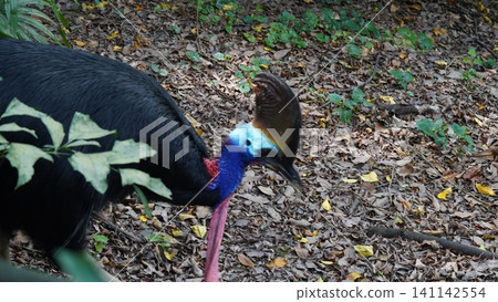 Southern Cassowary Bird in Natural Habitat Portrait View Southern Cassowary Bird in Natural Habitat Portrait View 141142554