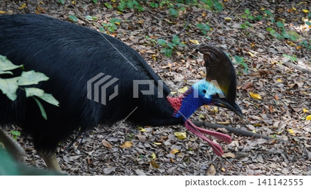 Southern Cassowary Bird Profile and Habitat Southern Cassowary Bird Profile and Habitat 141142555