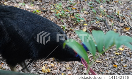 Southern Cassowary Bird in Natural Habitat Wildlife Photo Southern Cassowary Bird in Natural Habitat Wildlife Photo 141142556