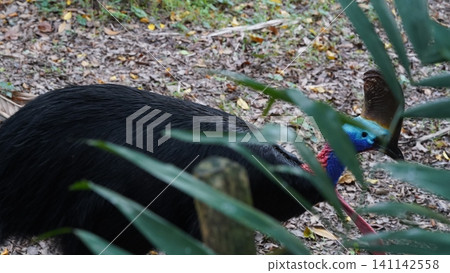 Cassowary Bird Portrait Hidden in Lush Greenery Cassowary Bird Portrait Hidden in Lush Greenery 141142558