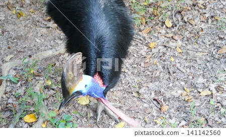 Southern Cassowary Close Up Exotic Bird Colorful Head Southern Cassowary Close Up Exotic Bird Colorful Head 141142560