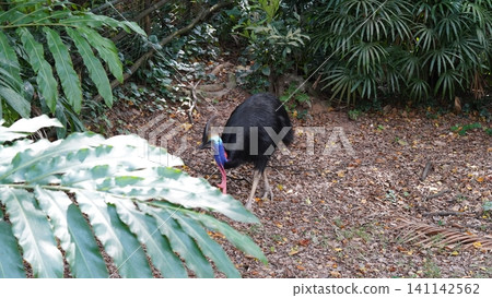 Southern Cassowary in a Lush Tropical Setting Southern Cassowary in a Lush Tropical Setting 141142562