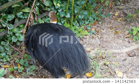 Southern Cassowary in a Lush Habitat Southern Cassowary in a Lush Habitat 141142563