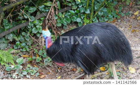 Southern Cassowary in the Forest Southern Cassowary in the Forest 141142566