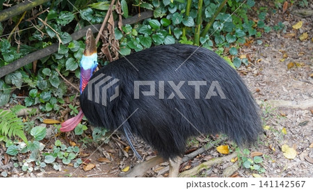 Cassowary in Natural Habitat Bird Photography Cassowary in Natural Habitat Bird Photography 141142567