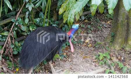 Southern Cassowary in a Lush Tropical Setting Southern Cassowary in a Lush Tropical Setting 141142568