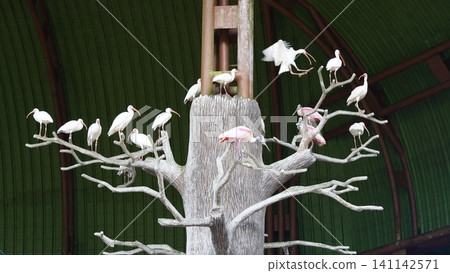 Flock of Ibis Birds Perched on Tree Branches Flock of Ibis Birds Perched on Tree Branches 141142571