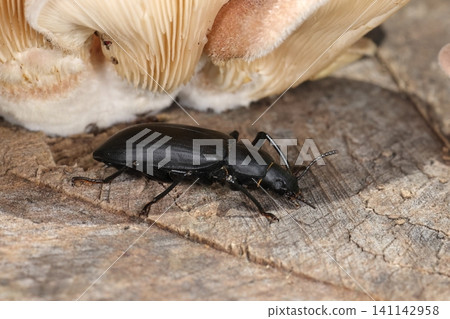 Living creatures, insects: A type of darkling beetle (Darkling stag beetle), its home is in the shadow of a mushroom growing on a tree stump. Found along a park walking path. Living creatures, insects: A type of darkling beetle (Darkling stag beetle), its home is in the shadow of a mushroom growing on a tree stump. Found along a park walking path. 141142958