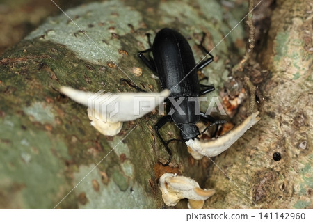生物,昆蟲:一隻黃粉蟲(Tenebrio molitor)正在枯萎的紫藤藤蔓上啃食一種名為雲芝(Trametes versicolor)的蘑菇。 生物,昆蟲:一隻黃粉蟲(Tenebrio molitor)正在枯萎的紫藤藤蔓上啃食一種名為雲芝(Trametes versicolor)的蘑菇。 141142960