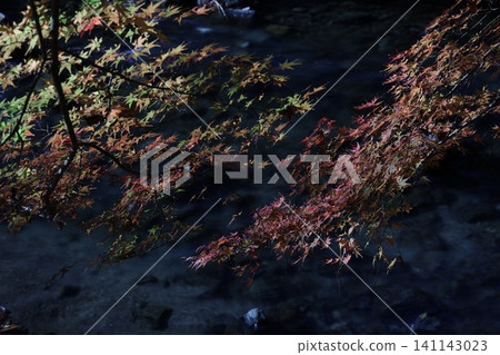 景觀與秋葉和河流 141143023
