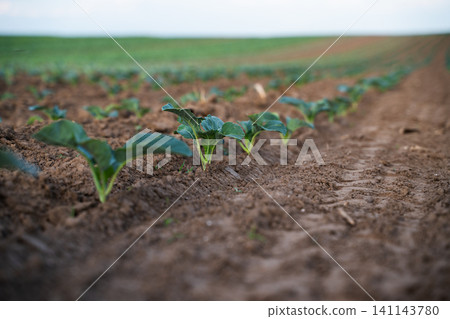Young green plants growing in brown soil field, showing agriculture, farming, and organic food future concept 141143780
