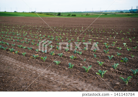 Young cabbage plants growing in rows on agricultural farm field under cloudy sky, fresh green vegetable seedlings Young cabbage plants growing in rows on agricultural farm field under cloudy sky, fresh green vegetable seedlings 141143784