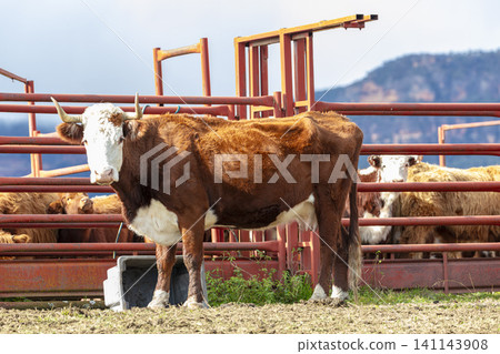 A horned Hereford cow in a paddock on an agricultural farm in the Blue Mountains 141143908
