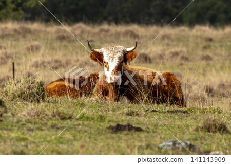 A horned Hereford cow in a paddock on an agricultural farm in the Blue Mountains A horned Hereford cow in a paddock on an agricultural farm in the Blue Mountains 141143909
