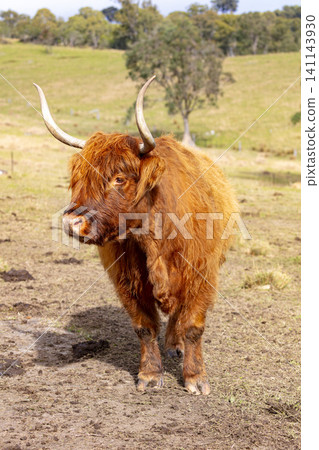 A Scottish Highland cow standing in a paddock in the Blue Mountains A Scottish Highland cow standing in a paddock in the Blue Mountains 141143930