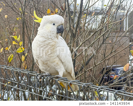 A Sulphur Crested Cockatoo standing on a fence in the Blue Mountains A Sulphur Crested Cockatoo standing on a fence in the Blue Mountains 141143934