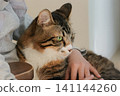 A portrait of a tabby and white cat relaxing in someone's arms. 141144260