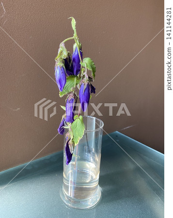 用於機器學習的鮮花:群馬縣的螢火蟲花 用於機器學習的鮮花:群馬縣的螢火蟲花 141144281