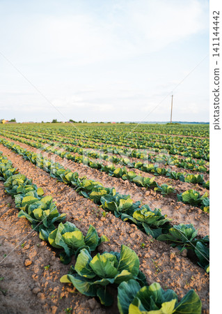 Green cabbage growing in a vast farm field, fresh organic vegetables arranged in neat rows under a clear sky Green cabbage growing in a vast farm field, fresh organic vegetables arranged in neat rows under a clear sky 141144442