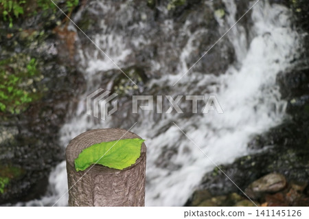 [Leaves on the artificial tree next to the Koi Kosode Waterfall] 141145126