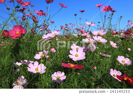 Cosmos field 4757 141145253