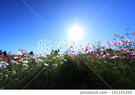 Cosmos field 4891 Cosmos field 4891 141145269