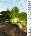 Bok choy grown in a field 141145366