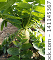 Radish growing in the field 141145367