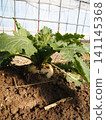 Turnips sprouting from the furrows in the field 141145368