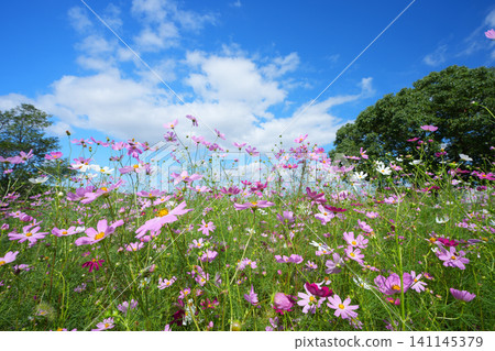 Cosmos field 862 Cosmos field 862 141145379