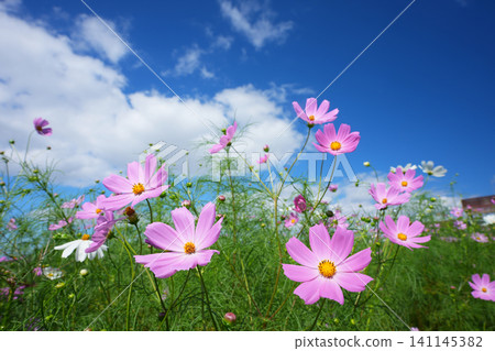 Cosmos field 893 Cosmos field 893 141145382