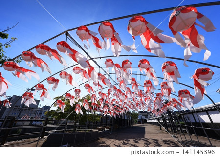 柳井金魚燈籠節 3089 141145396