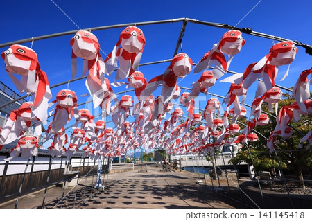 柳井金魚燈籠節 3158 柳井金魚燈籠節 3158 141145418