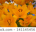 Yellow lily flowers 141145456