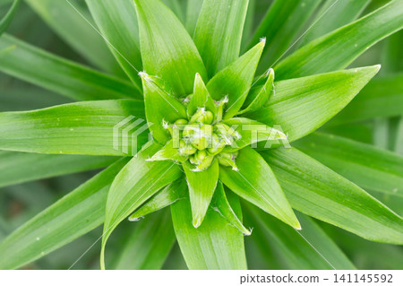 Close-up of developing lily flower buds with delicate white fibers surrounded by vibrant green leaves Close-up of developing lily flower buds with delicate white fibers surrounded by vibrant green leaves 141145592