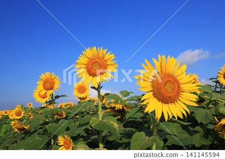 Sunflower 4262 Sunflower 4262 141145594