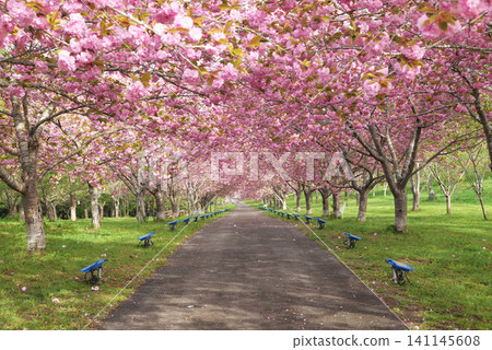 Rashomon Sakura Park (Cherry Blossom Tunnel) 51950 Rashomon Sakura Park (Cherry Blossom Tunnel) 51950 141145608