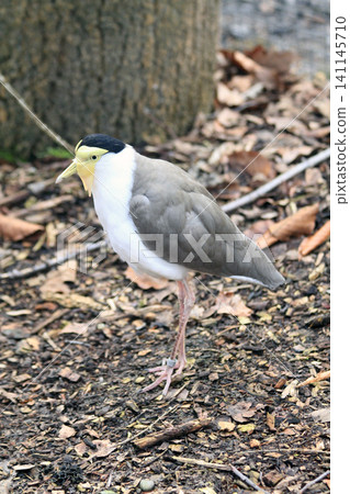 masked lapwing bird masked lapwing bird 141145710