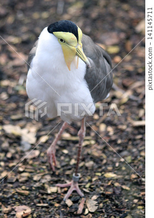 masked lapwing bird masked lapwing bird 141145711