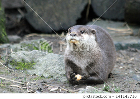 river otter, Lutra lutra river otter, Lutra lutra 141145716