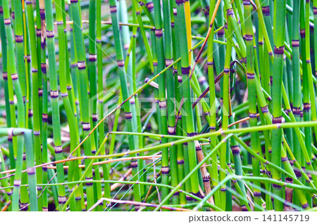 green bamboo texture green bamboo texture 141145719