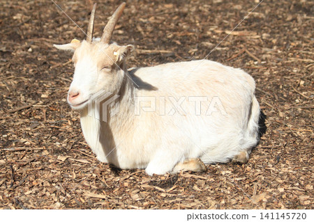 small billy goat is resting on the farm small billy goat is resting on the farm 141145720