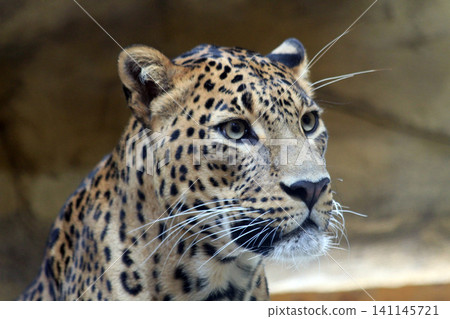 Sri Lankan leopar - Panthera pardus kotiya 141145721